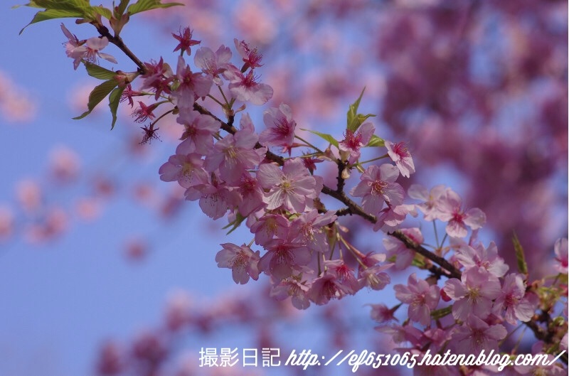f:id:ef651065:20180313204206j:image