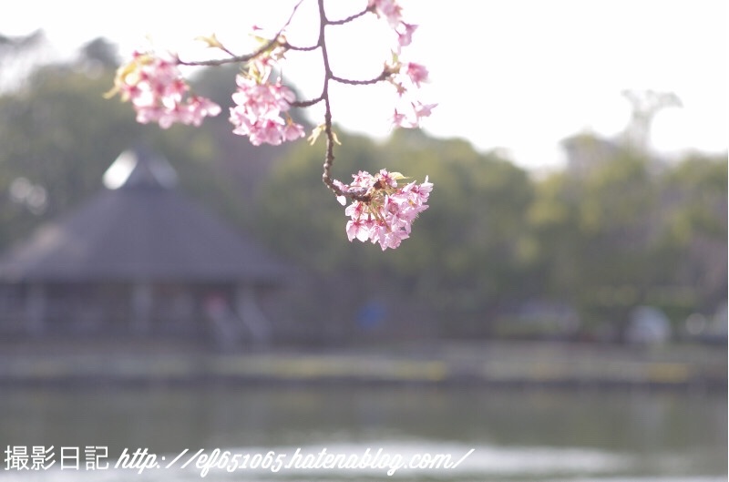 f:id:ef651065:20180313204430j:image