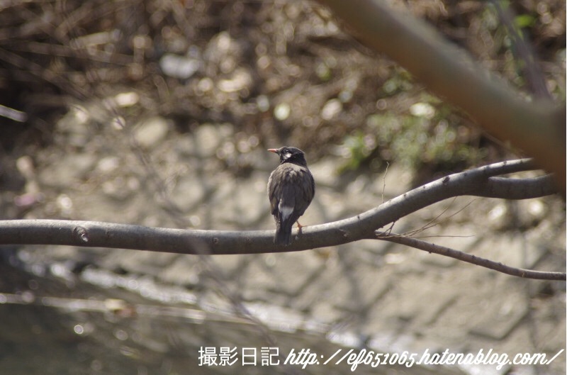 f:id:ef651065:20180313204455j:image