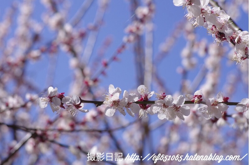f:id:ef651065:20180318073556j:image