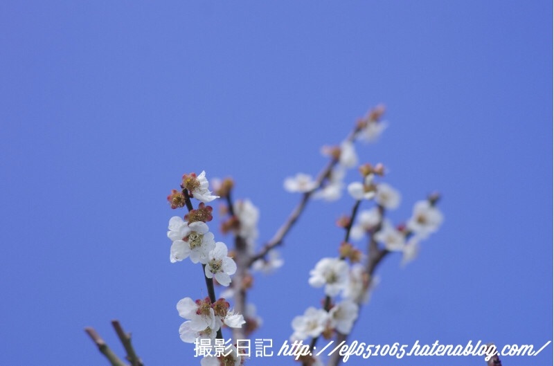 f:id:ef651065:20180318073742j:image
