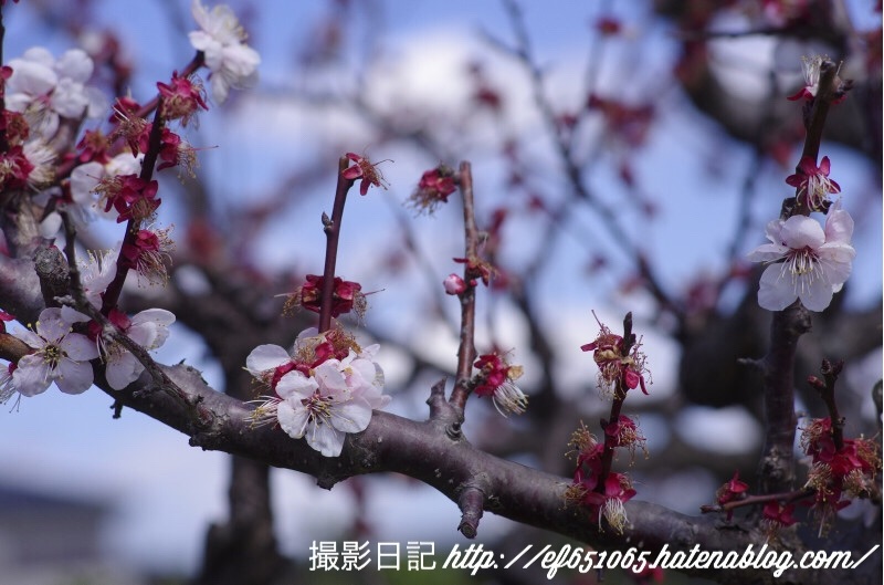 f:id:ef651065:20180318073839j:image