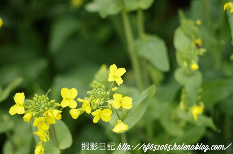 f:id:ef651065:20180322201532j:image