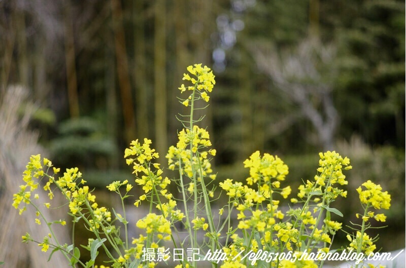 f:id:ef651065:20180322201542j:image