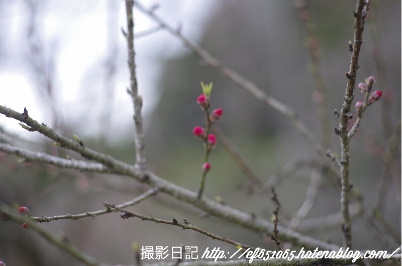f:id:ef651065:20180322201609j:image