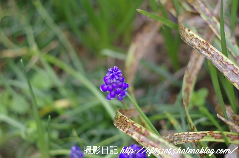 f:id:ef651065:20180322203225j:image