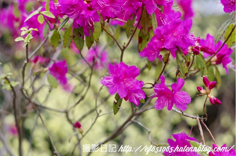 f:id:ef651065:20180322203238j:image