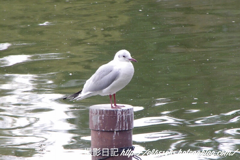 f:id:ef651065:20180323174823j:image