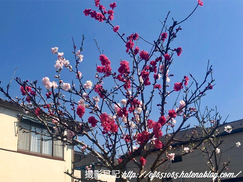 f:id:ef651065:20180325195424j:image