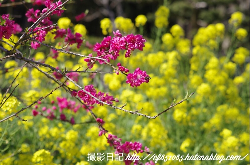 f:id:ef651065:20180331073817j:image