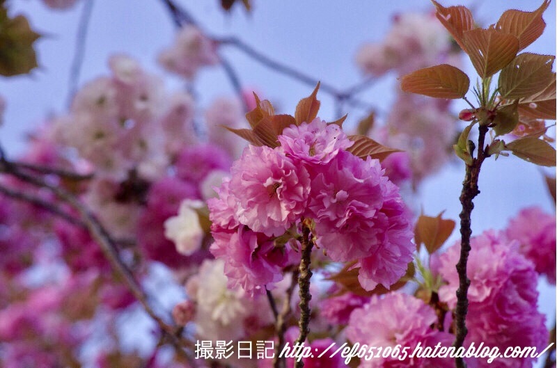f:id:ef651065:20180408071856j:image