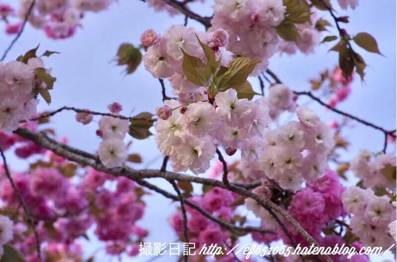 f:id:ef651065:20180408071901j:image