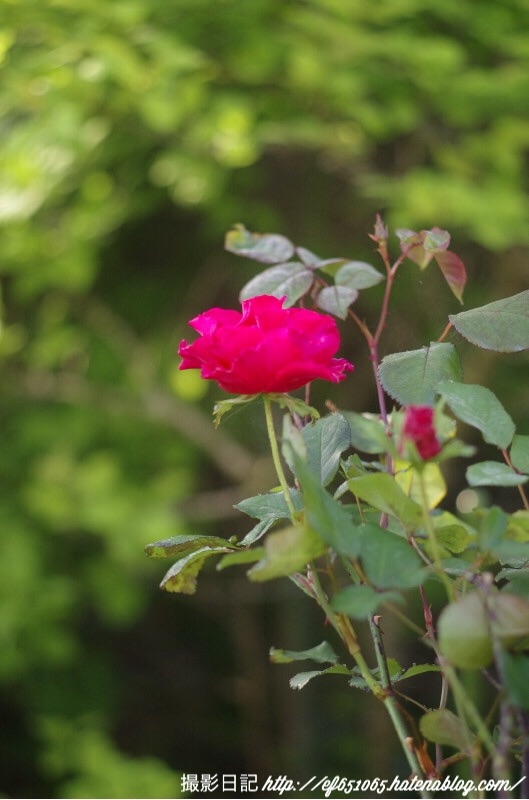 f:id:ef651065:20180421071356j:image