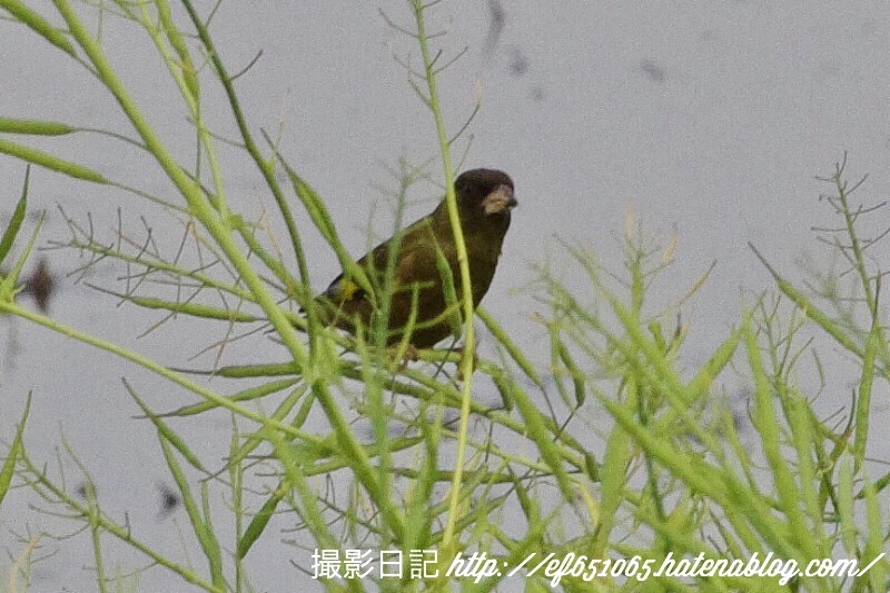 f:id:ef651065:20180422230205j:image