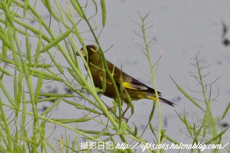 f:id:ef651065:20180422230244j:image