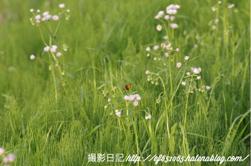 f:id:ef651065:20180422230551j:image