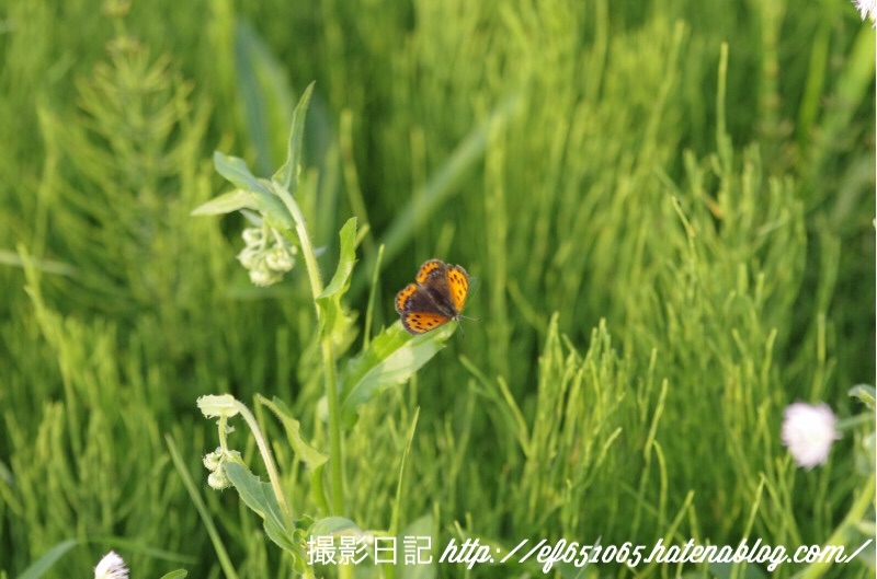 f:id:ef651065:20180422230605j:image