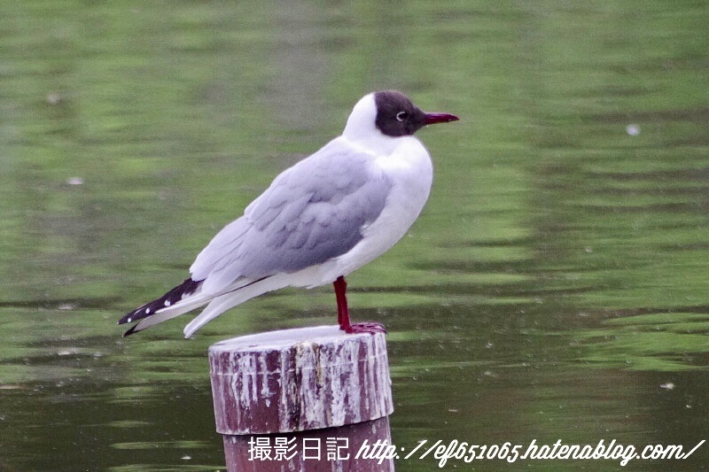 f:id:ef651065:20180424111524j:image