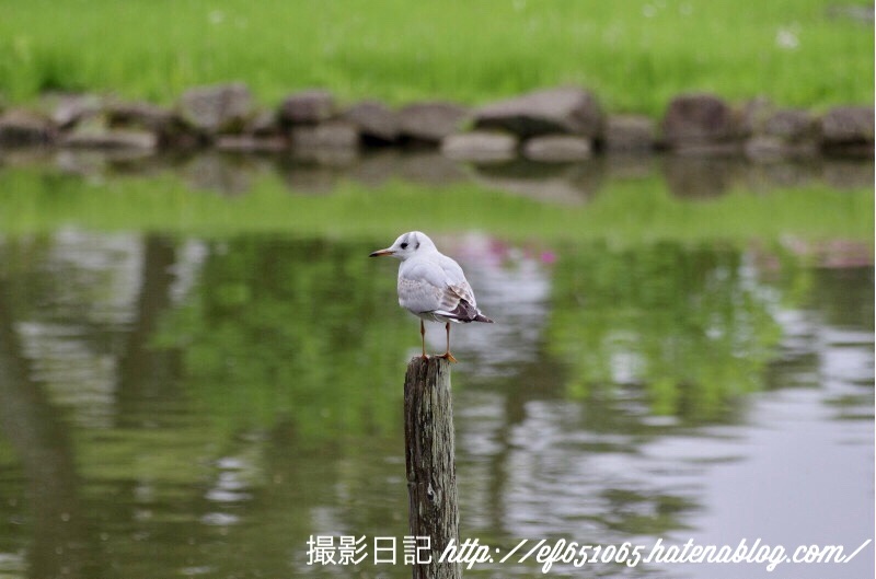 f:id:ef651065:20180424111651j:image