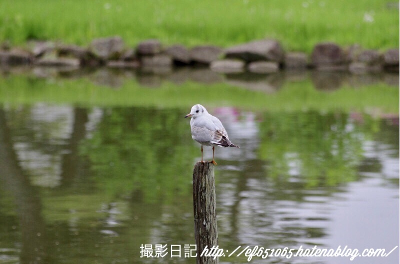 f:id:ef651065:20180424111735j:image