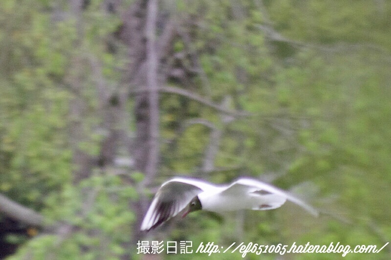 f:id:ef651065:20180424111859j:image