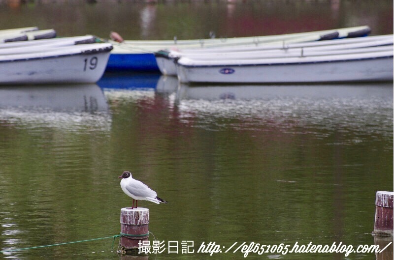 f:id:ef651065:20180424112029j:image