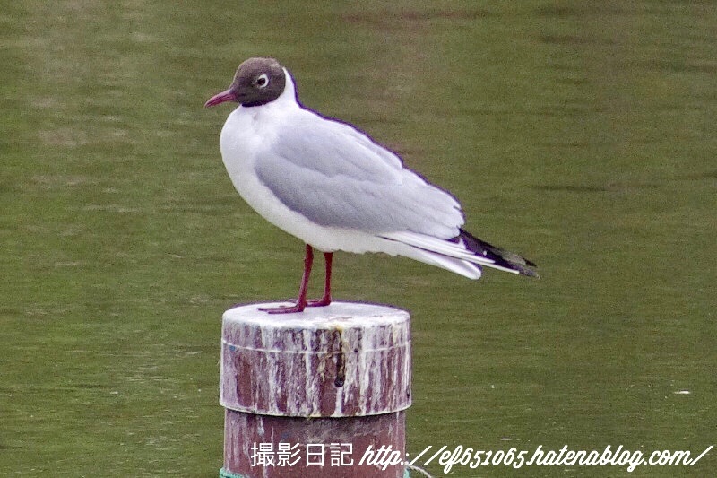 f:id:ef651065:20180424112054j:image