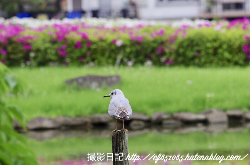 f:id:ef651065:20180424112114j:image