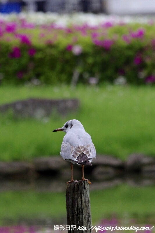 f:id:ef651065:20180424112141j:image