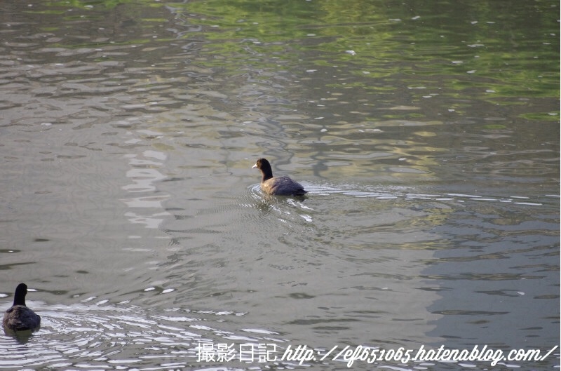 f:id:ef651065:20180430171620j:image