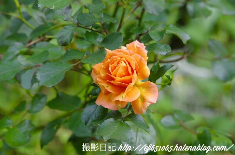 f:id:ef651065:20180430171652j:image