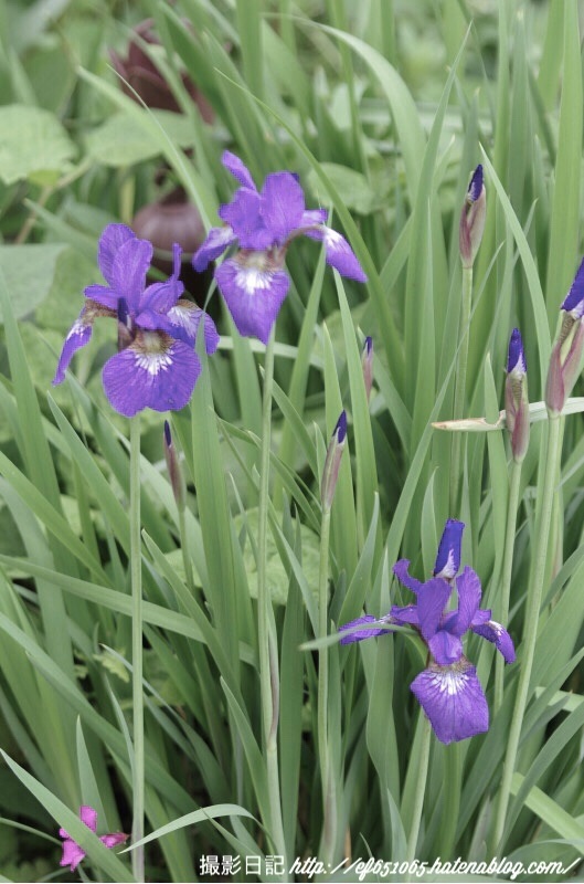 f:id:ef651065:20180430171709j:image