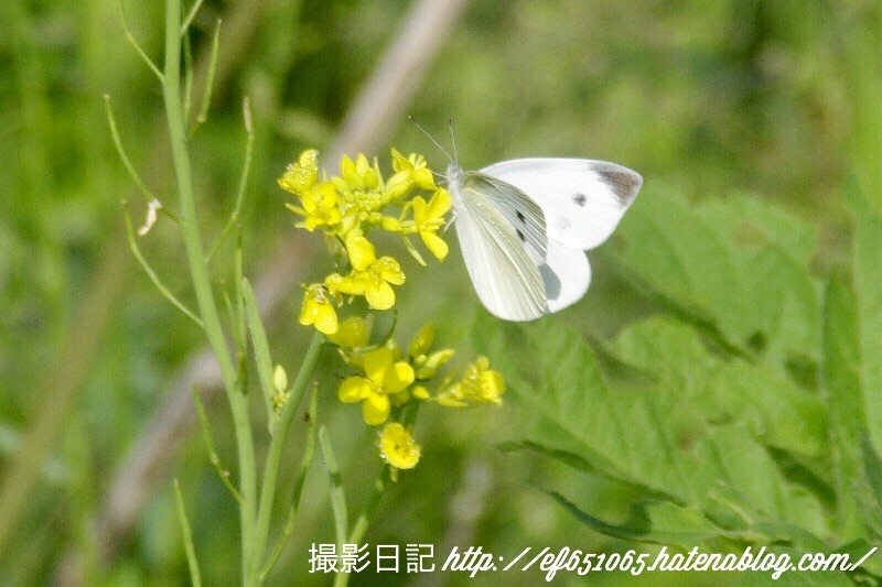 f:id:ef651065:20180515223813j:image