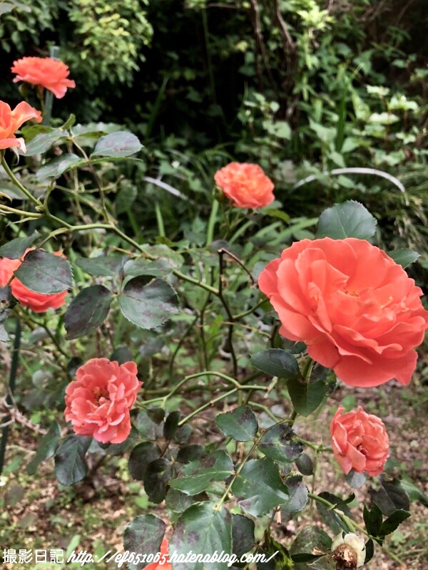 f:id:ef651065:20180519205946j:image