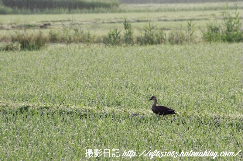 f:id:ef651065:20180608073353j:image