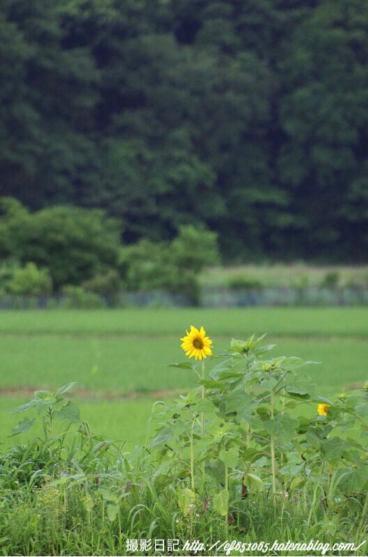 f:id:ef651065:20180619065401j:image