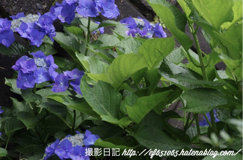 f:id:ef651065:20180623070643j:image