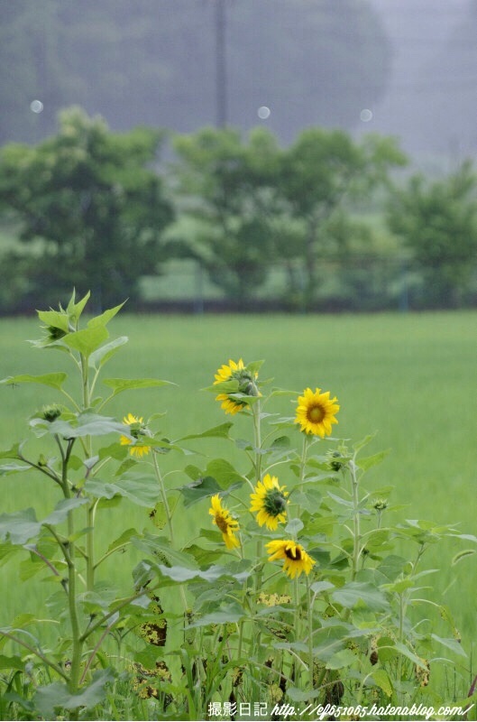 f:id:ef651065:20180624071138j:image