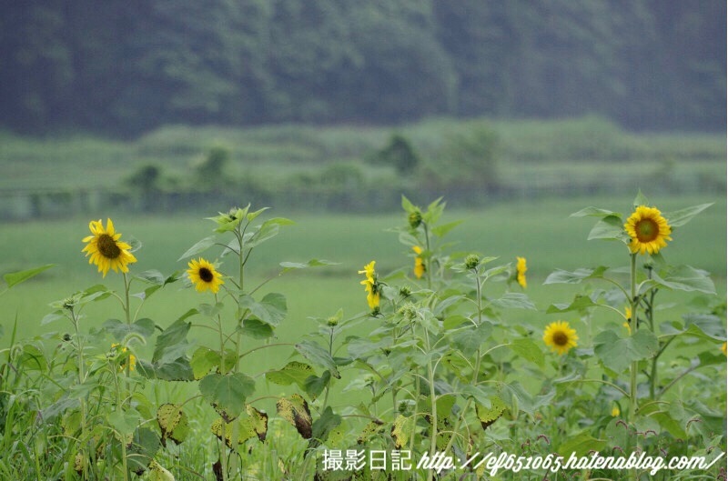 f:id:ef651065:20180624071145j:image