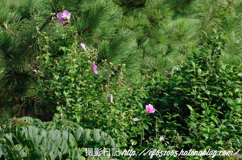 f:id:ef651065:20180726202610j:image
