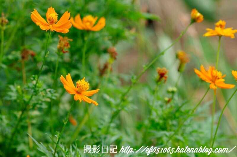 f:id:ef651065:20180726202613j:image