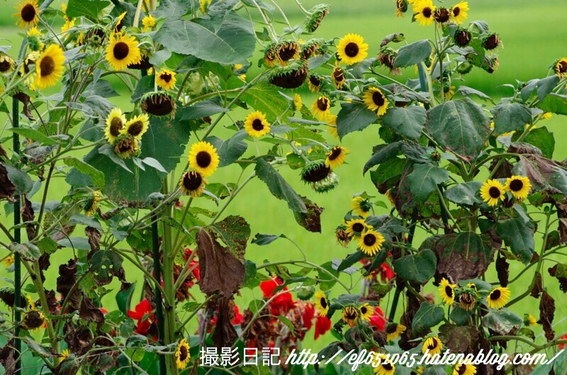 f:id:ef651065:20180726202812j:image