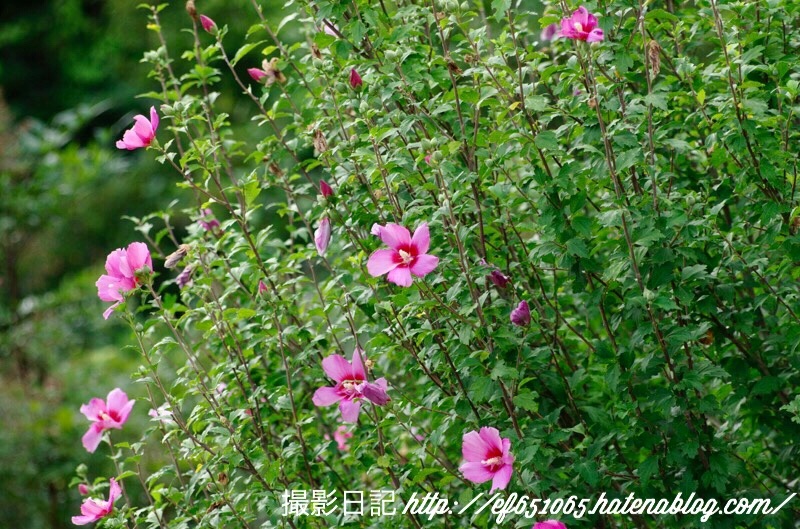 f:id:ef651065:20180726202818j:image