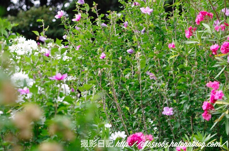 f:id:ef651065:20180726202822j:image