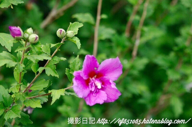 f:id:ef651065:20180726202825j:image