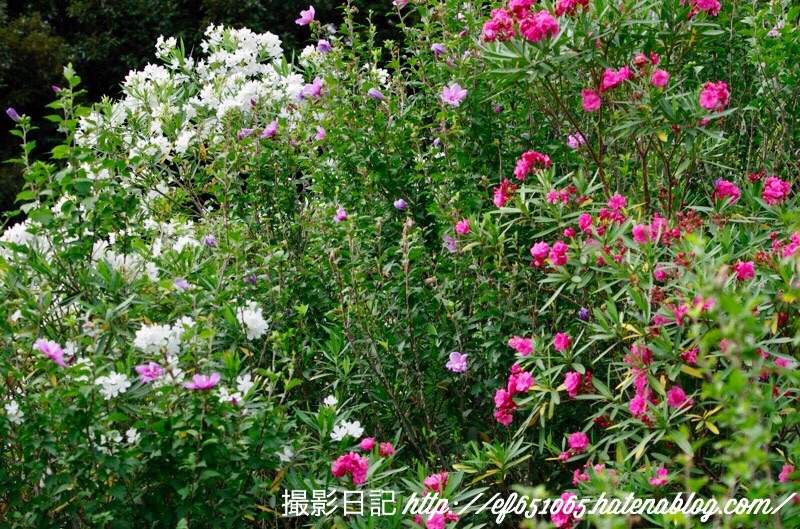 f:id:ef651065:20180726202834j:image