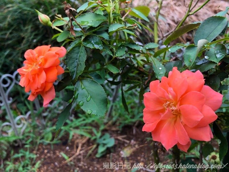 f:id:ef651065:20180911055639j:image