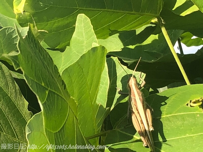 f:id:ef651065:20180928164601j:image