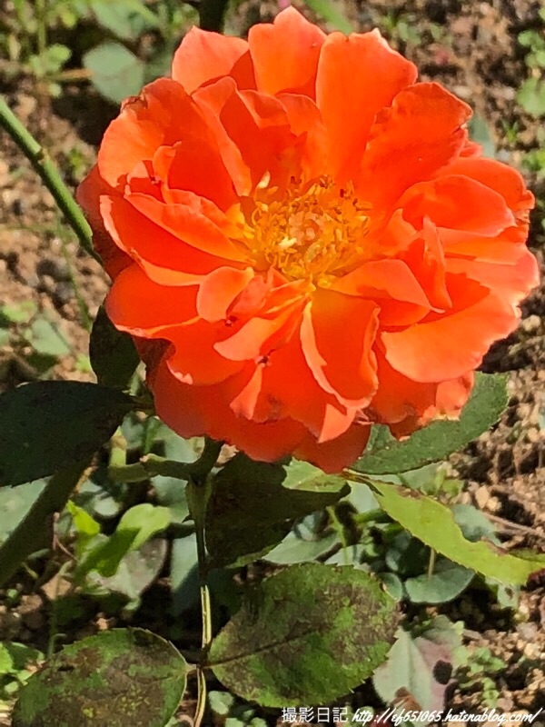 f:id:ef651065:20181024144516j:image