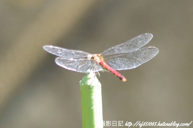 f:id:ef651065:20181026183659j:image